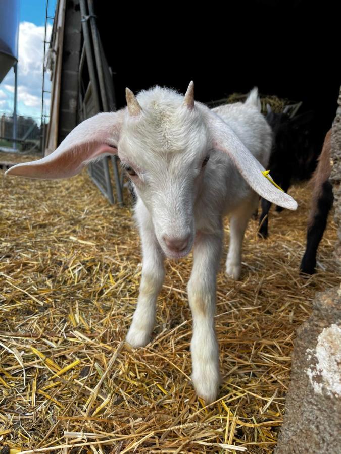 Gite "Le Couchant" Gras Dış mekan fotoğraf